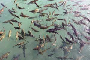 Fischsorten im Harz Fish Mehl