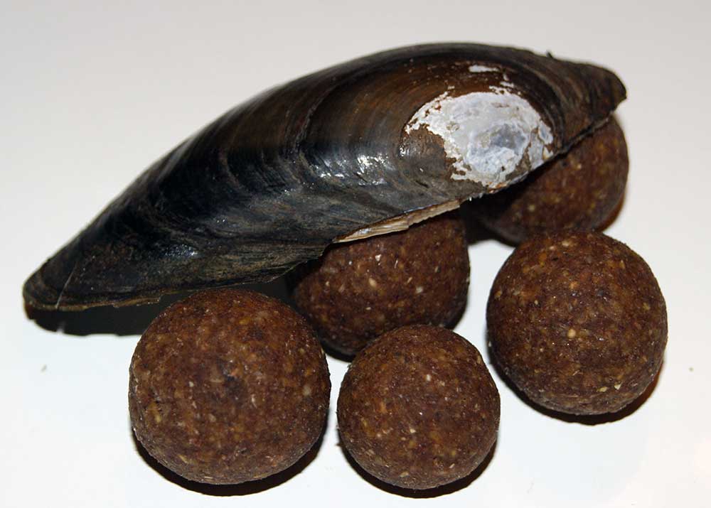 Boilies mit Lachs und Muschelmehl